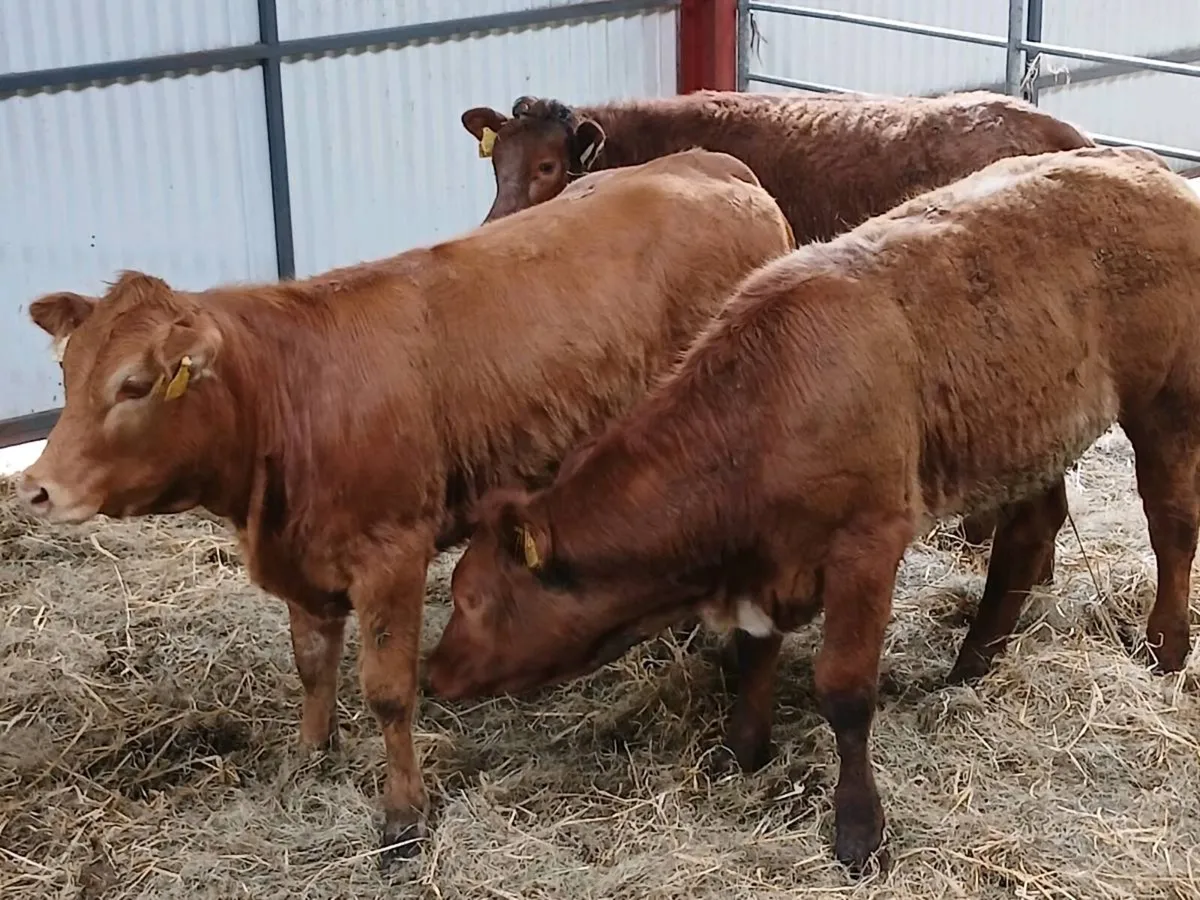 3 x 4Star LMX  Heifer's for sale - Image 1
