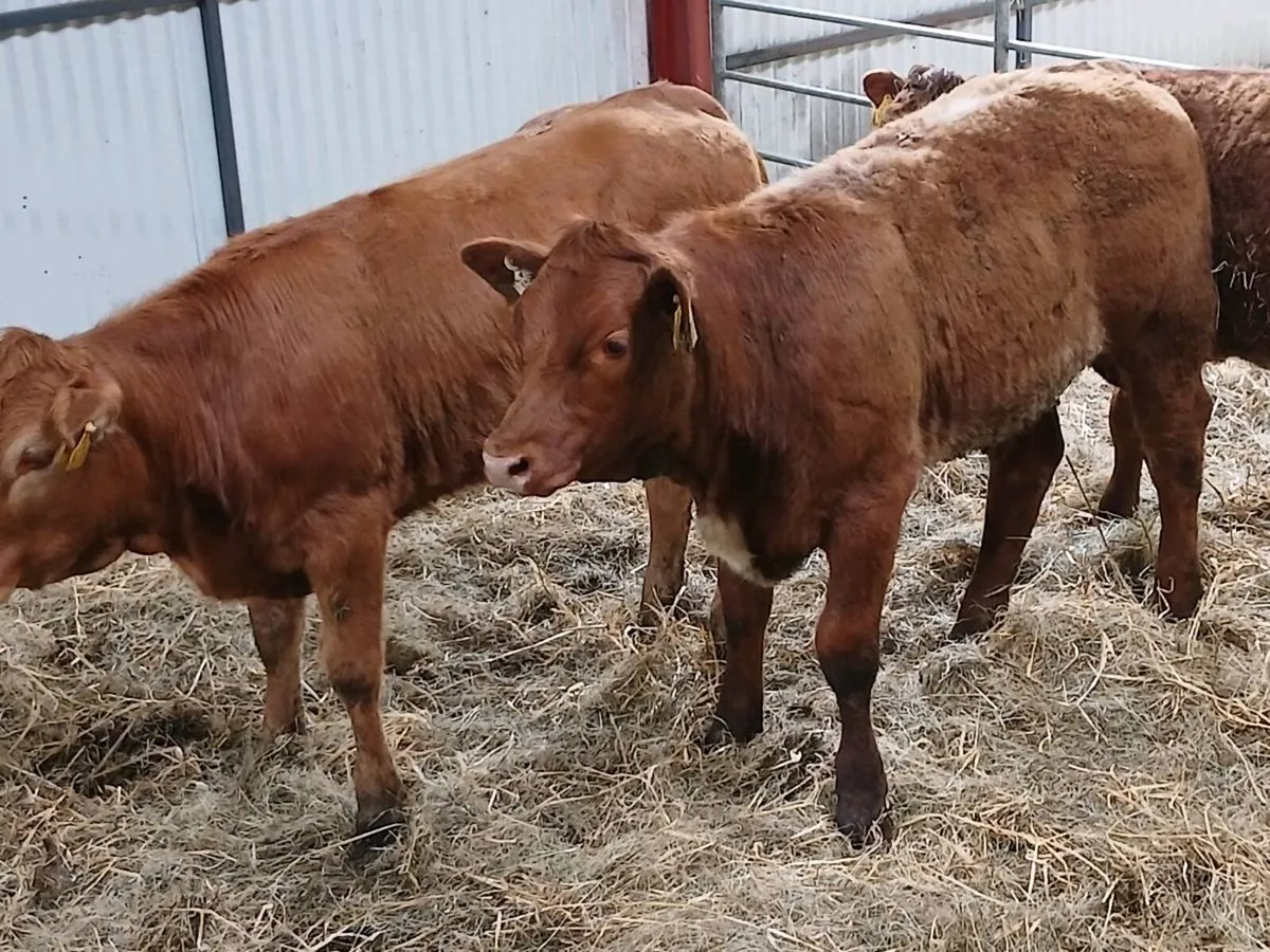 3 x 4Star LMX  Heifer's for sale - Image 4