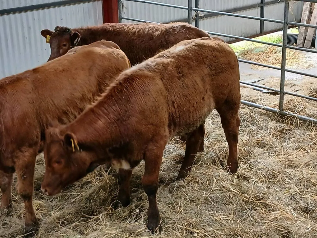 3 x 4Star LMX  Heifer's for sale - Image 2