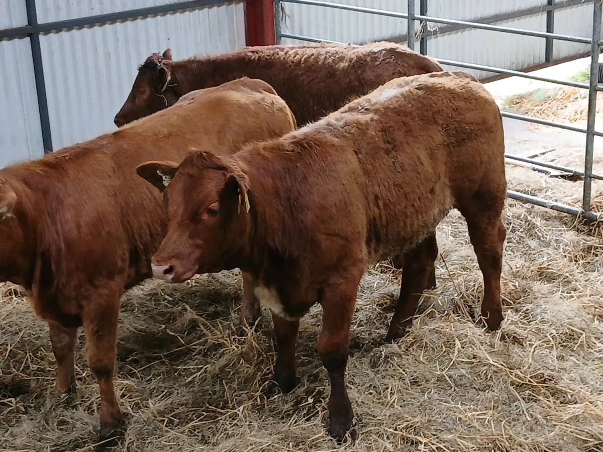 3 x 4Star LMX  Heifer's for sale - Image 3
