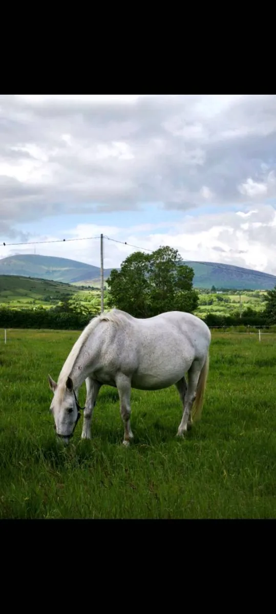 Traditional Irish Bred Mare. - Image 3