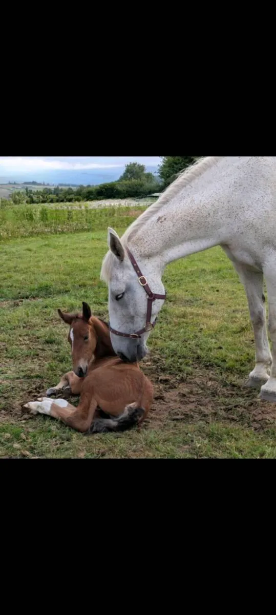 Traditional Irish Bred Mare. - Image 4