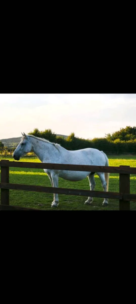 Traditional Irish Bred Mare. - Image 1