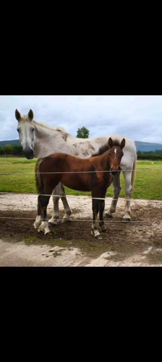 Traditional Irish Bred Mare. - Image 2