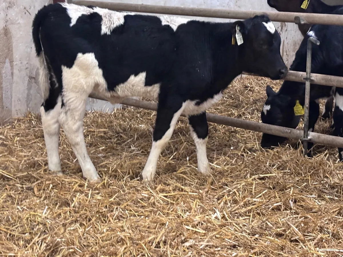 Freisan heifer calf for sale - Image 1