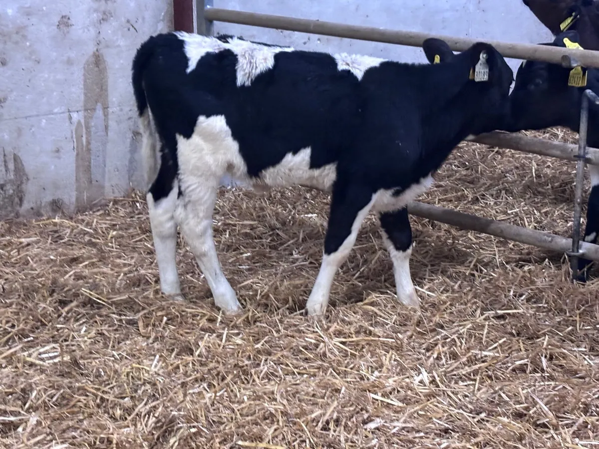 Freisan heifer calf for sale - Image 2