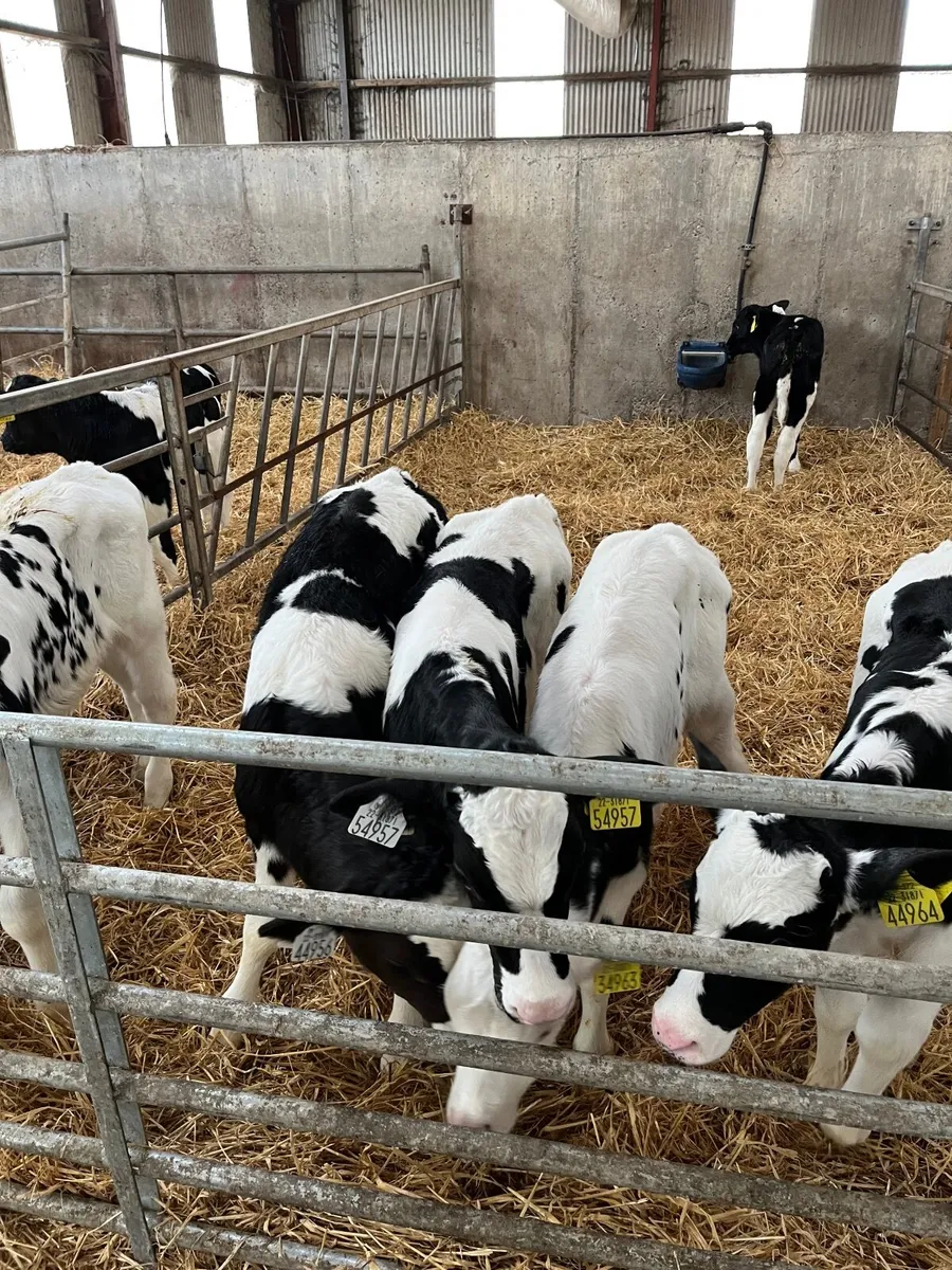 Calves - Image 1