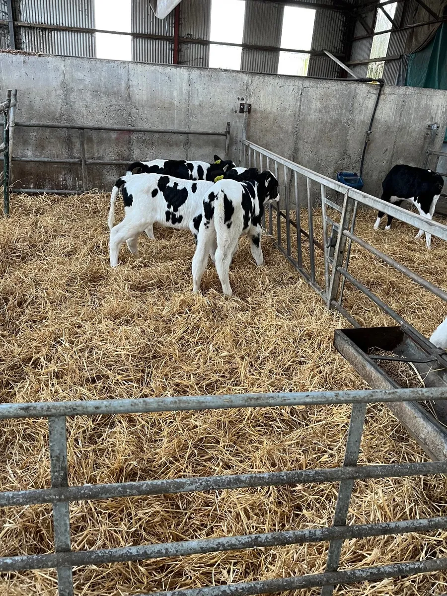 Calves - Image 3