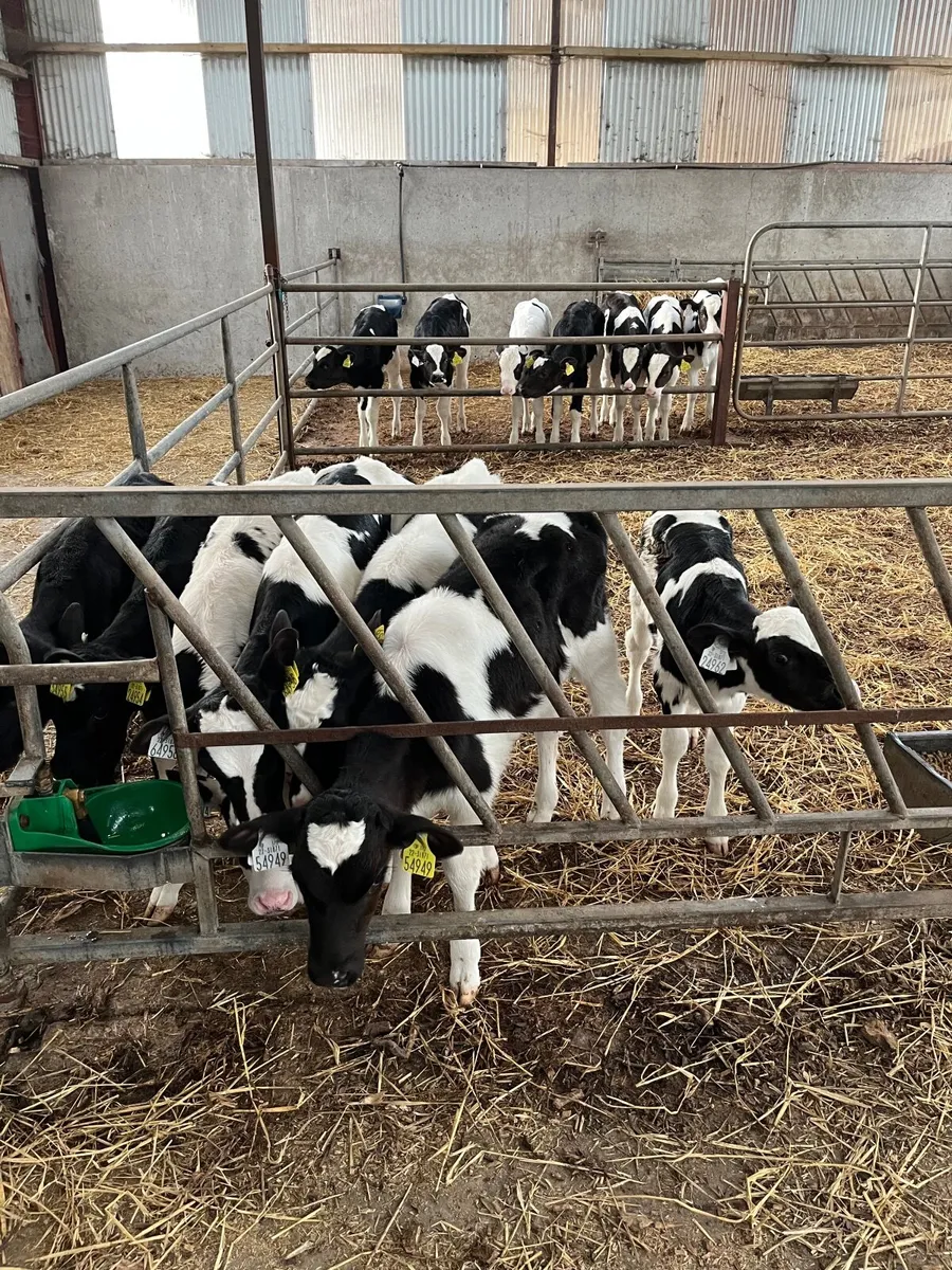 Calves - Image 2