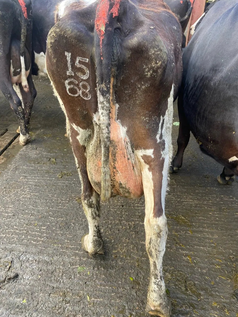 Friesien cow - Image 1