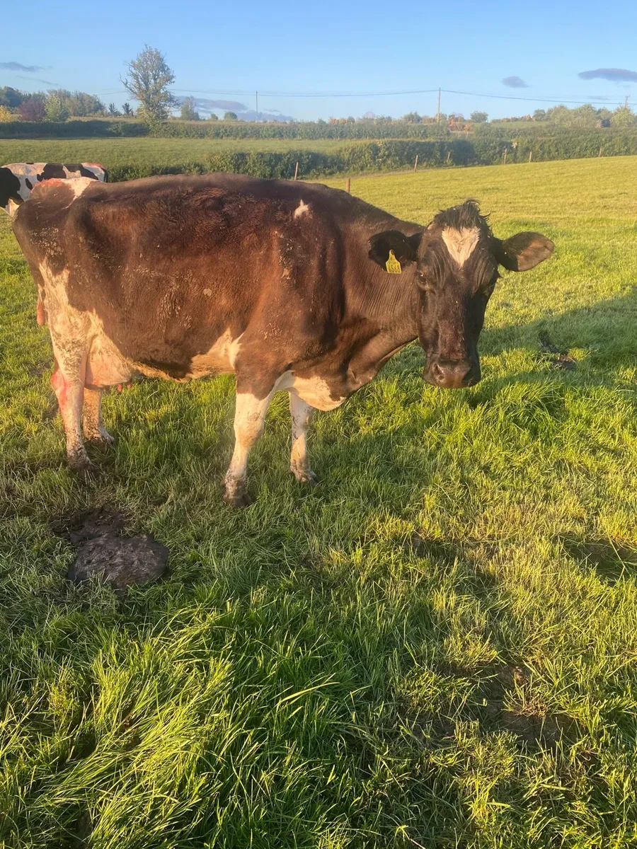Friesien cow - Image 2