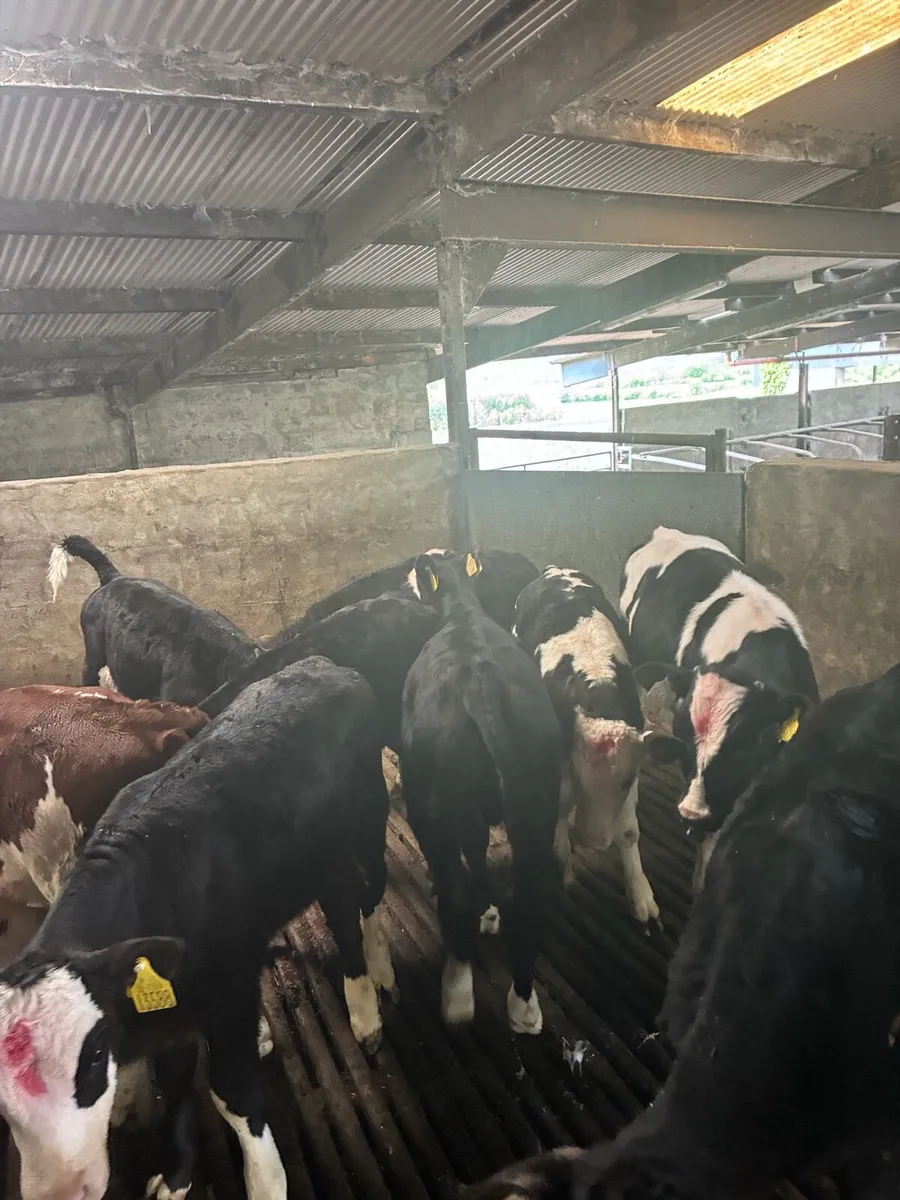 10 week old calves - Image 1