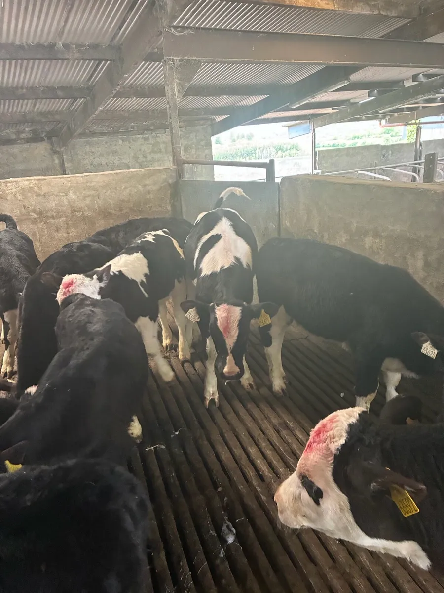 10 week old calves - Image 2