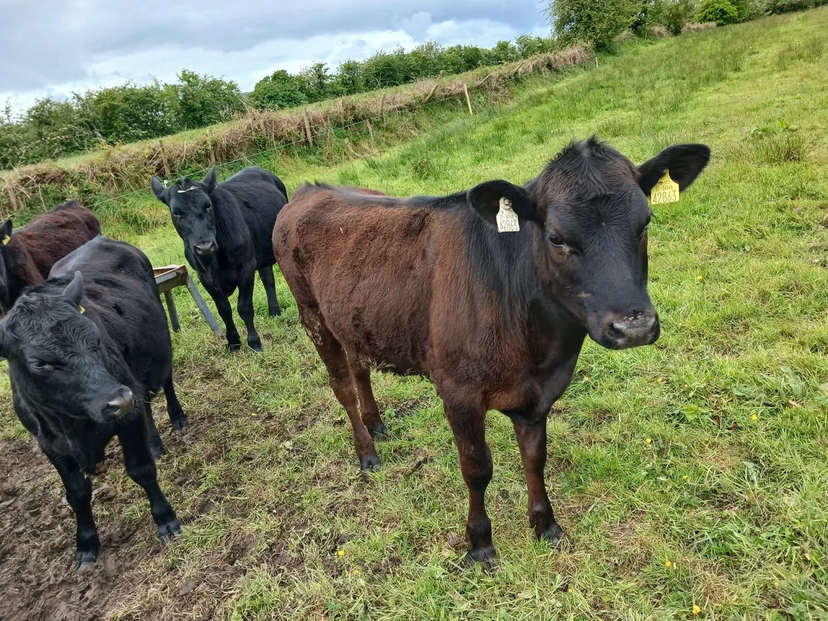 Cattle - Image 1