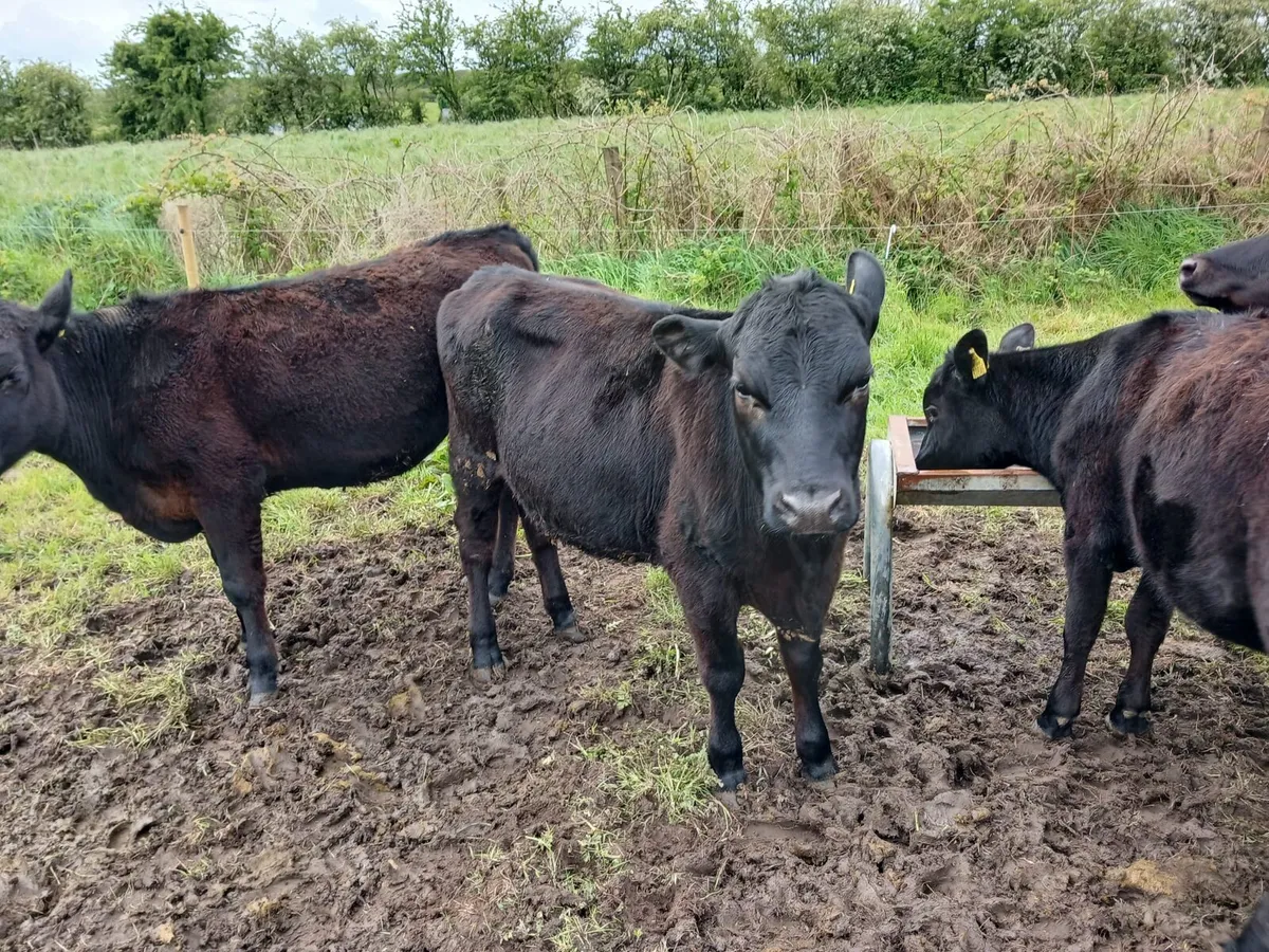 Cattle - Image 2