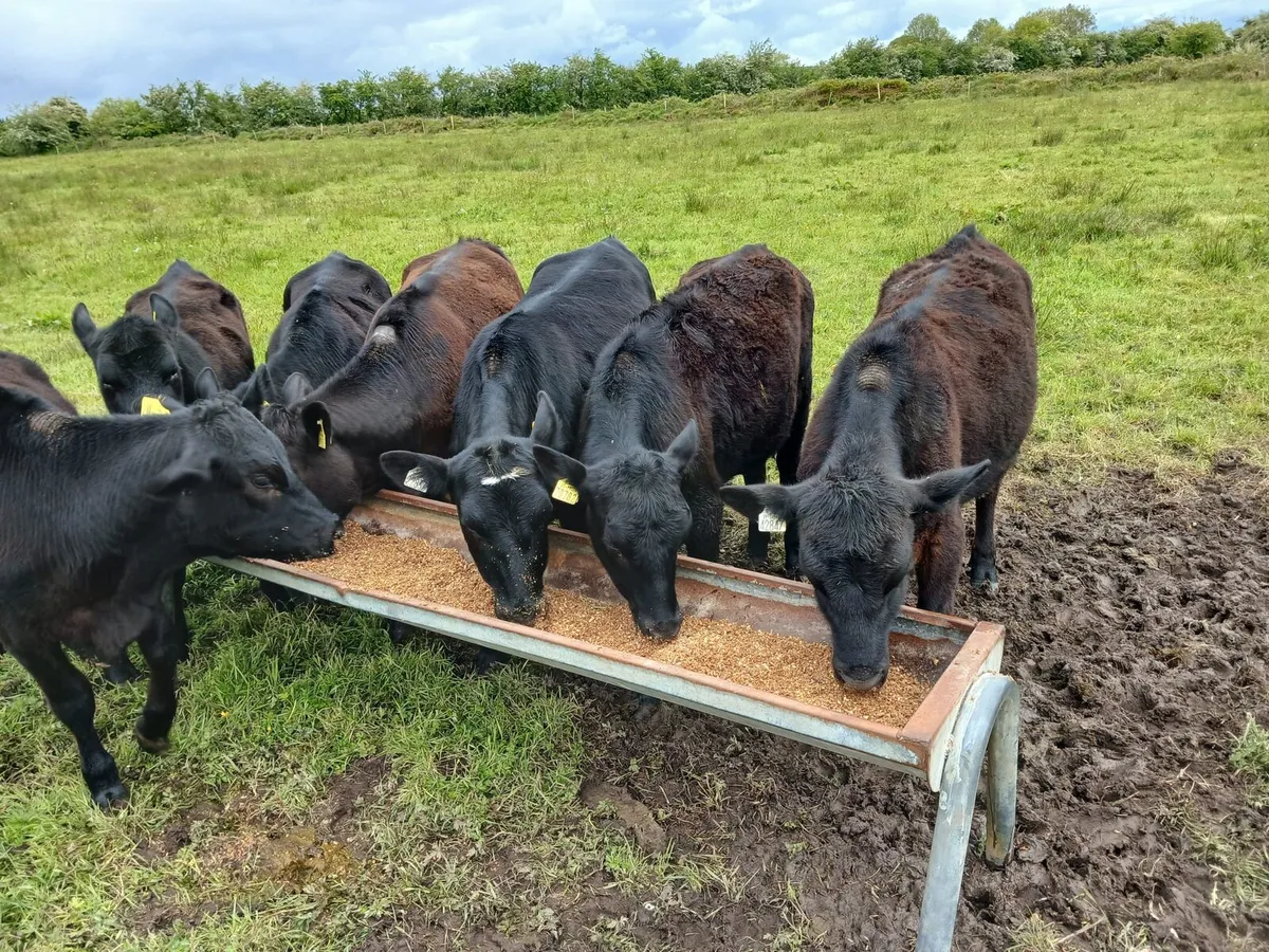 Cattle - Image 3