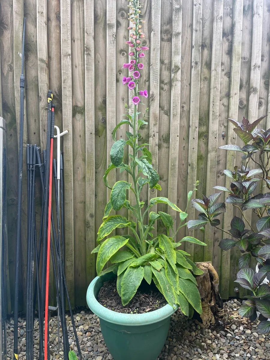 Plant for sale - Image 3
