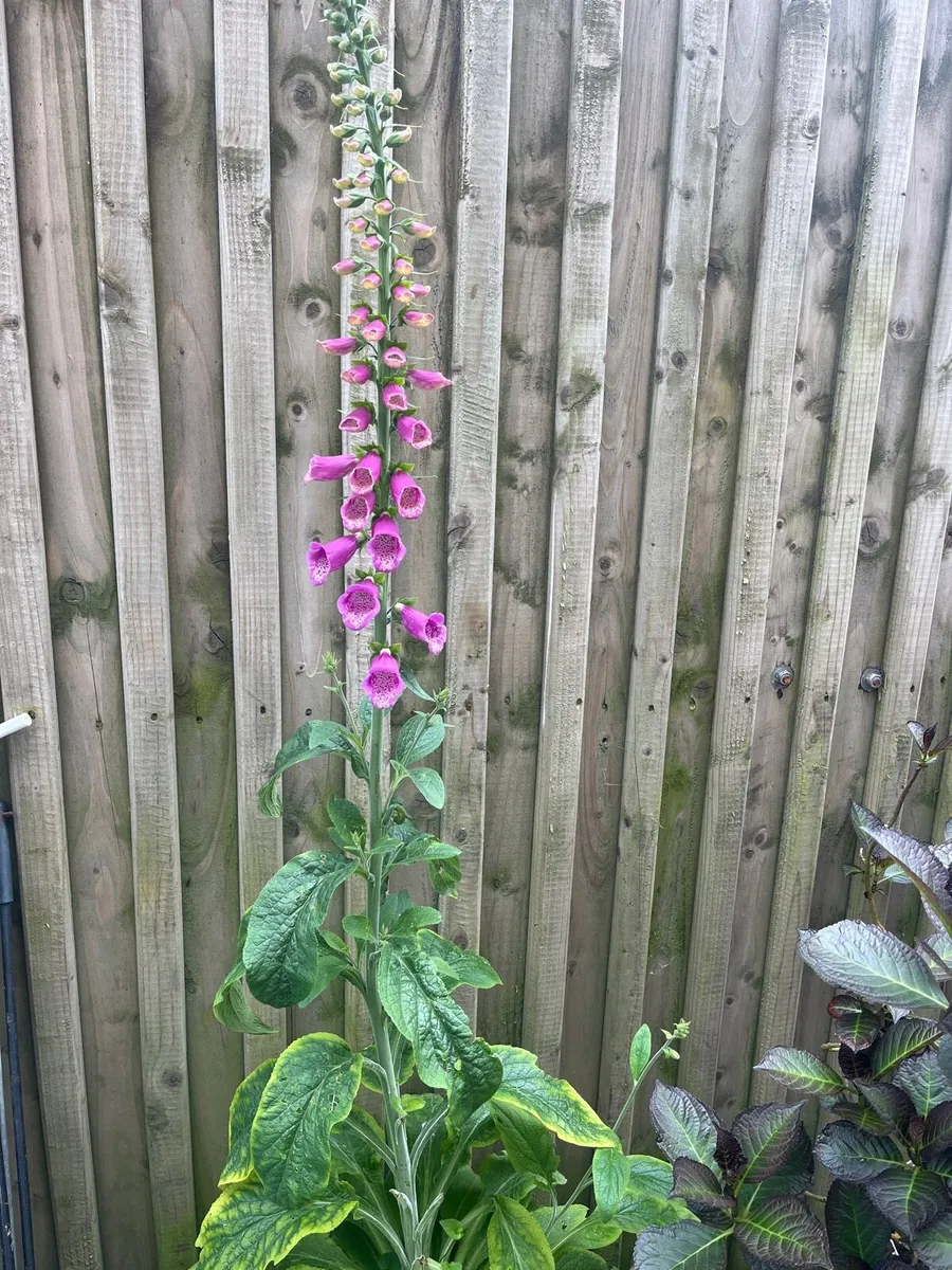 Plant for sale - Image 1