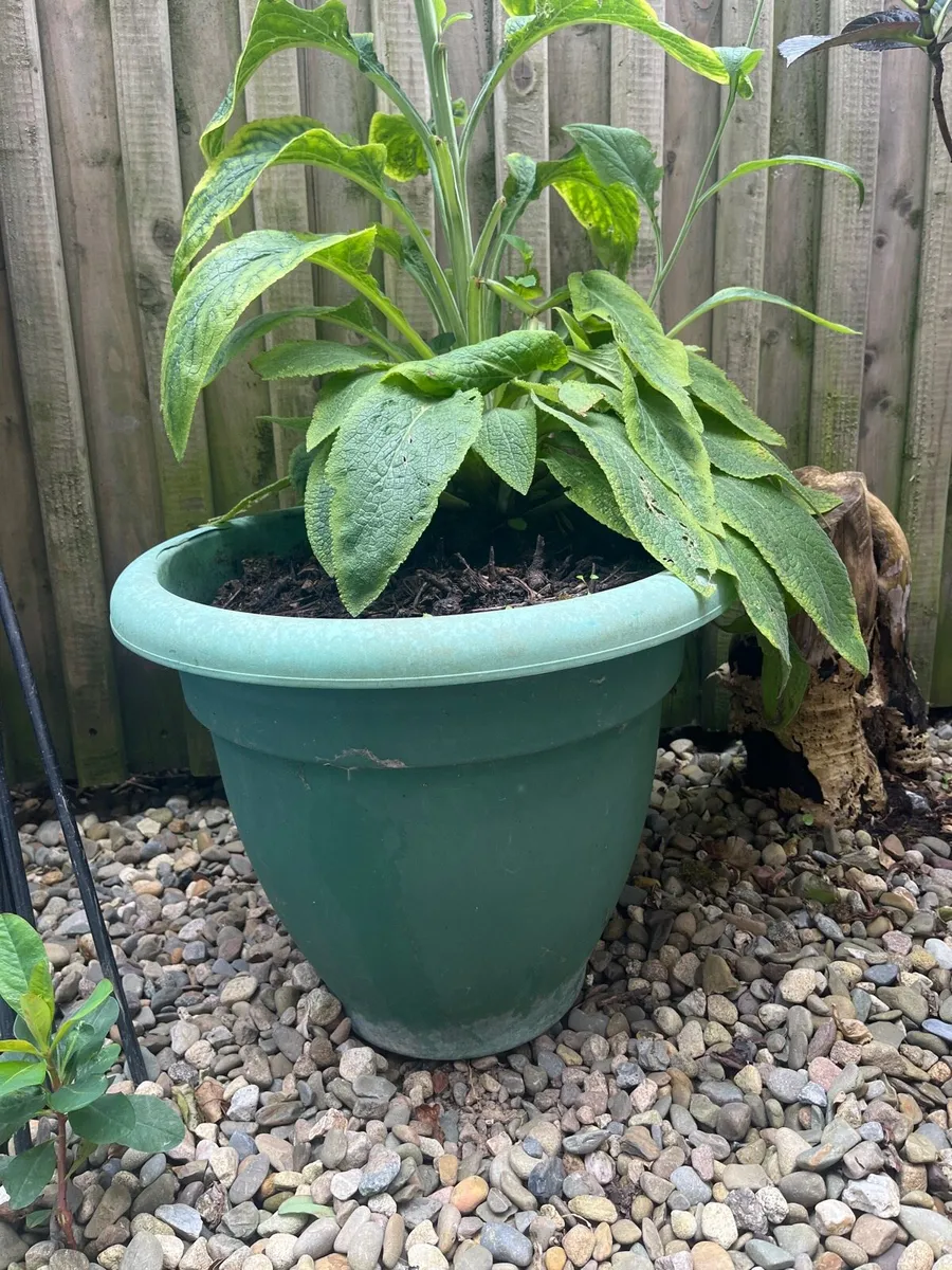 Plant for sale - Image 2