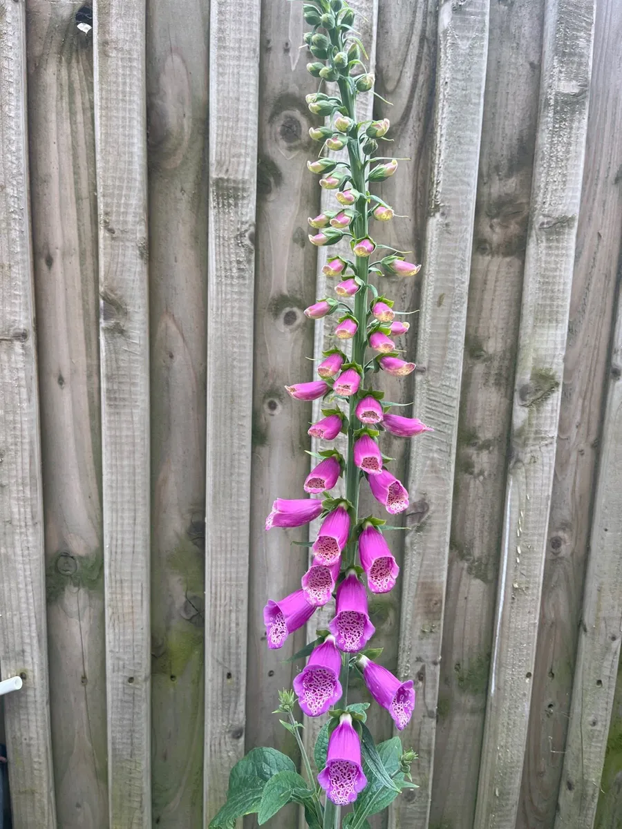Plant for sale - Image 4