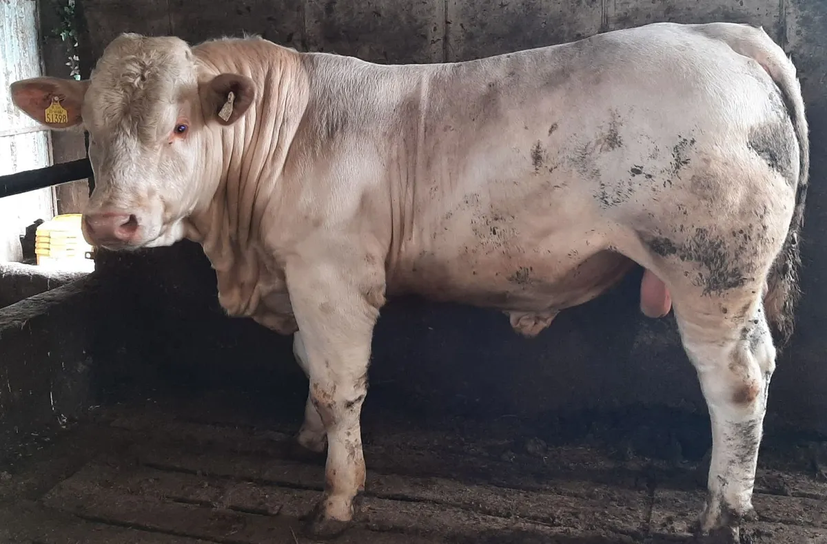 SCEP eligible PBNR Charolais Bull 800Kg+ - Image 1