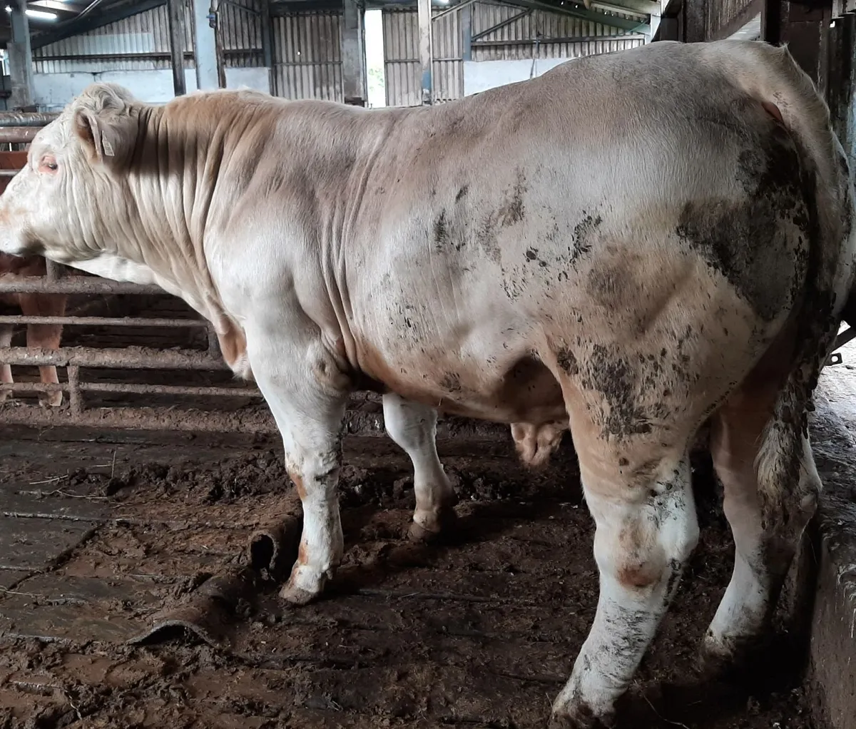 SCEP eligible PBNR Charolais Bull 800Kg+ - Image 4