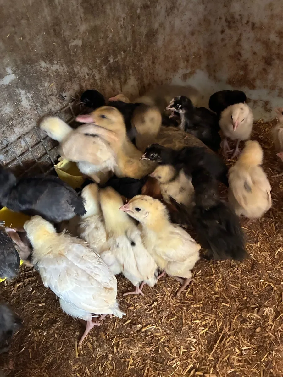 Chicks and ducklings - Image 1
