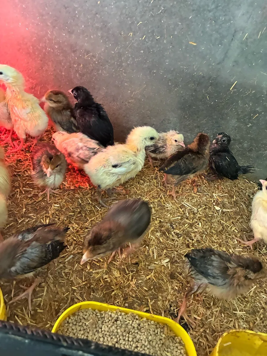 Chicks and ducklings - Image 2
