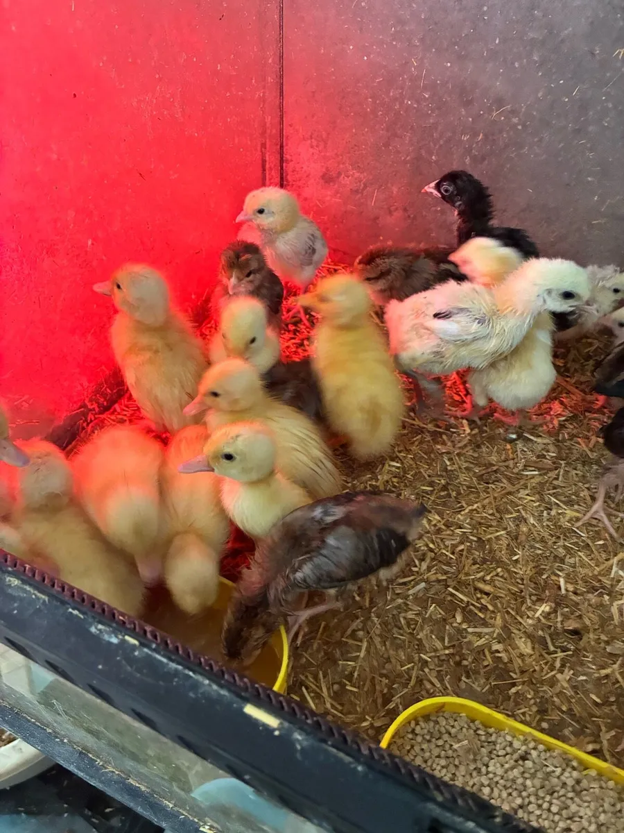 Chicks and ducklings - Image 3