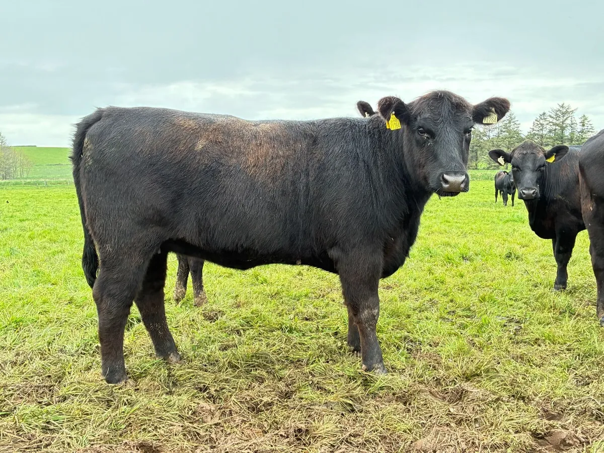 Pedigree Angus Heifers - Image 3
