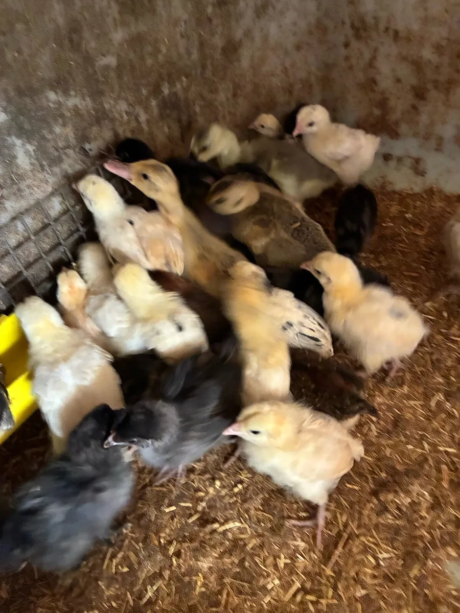 Chicks and ducklings - Image 4