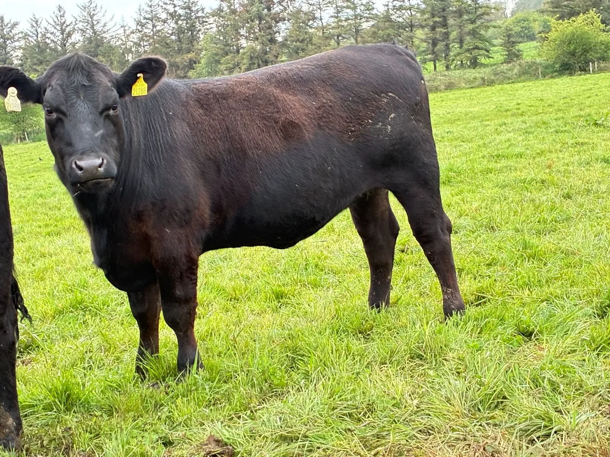 Pedigree Angus Heifers - Image 2