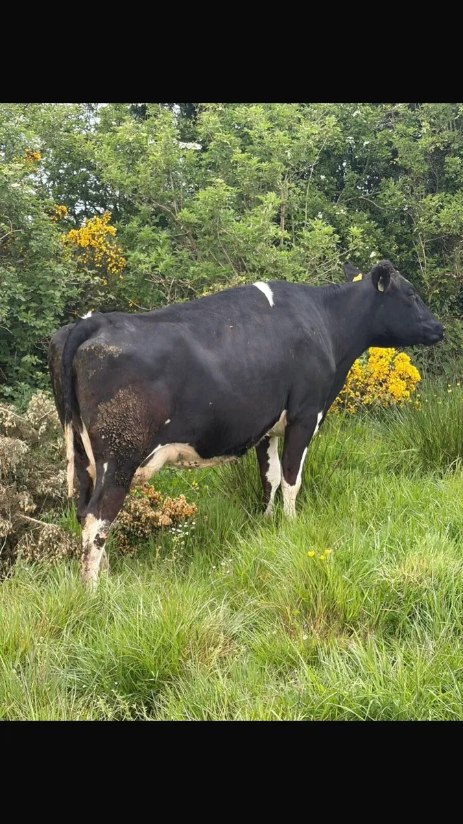 LATE CALVER - Image 1