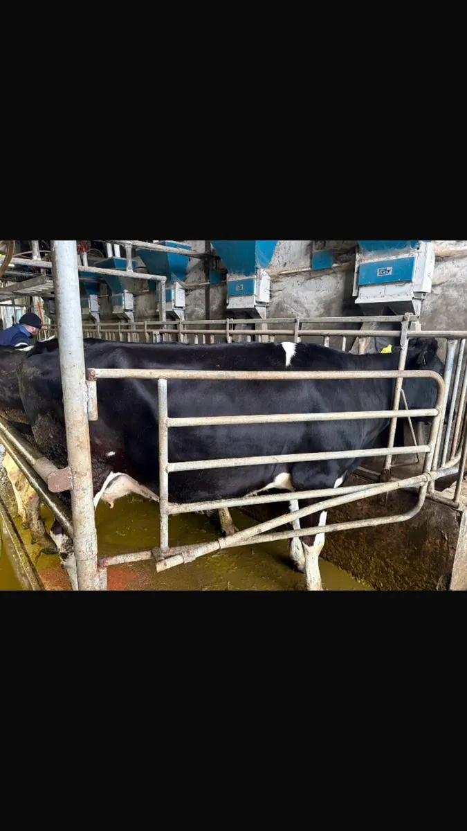 LATE CALVER - Image 2