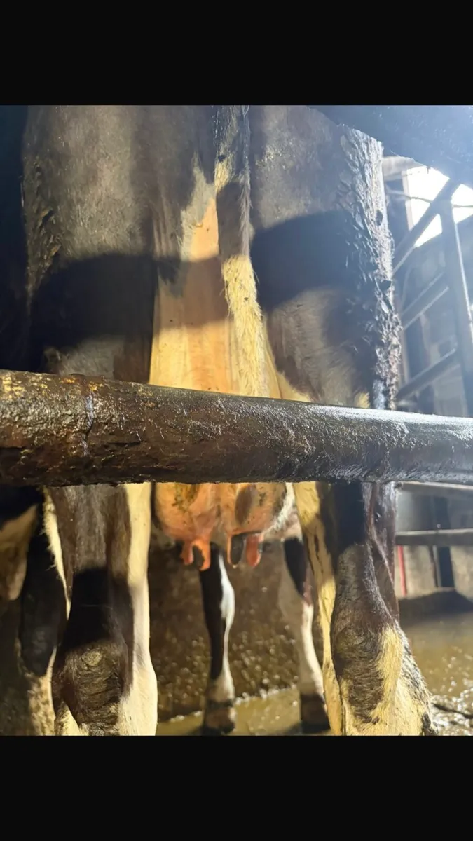LATE CALVER - Image 3