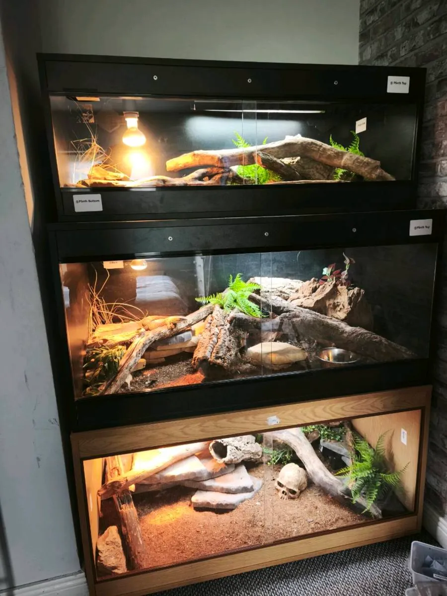 Hypo tangerine bearded dragon 🍊 and fully set up - Image 1