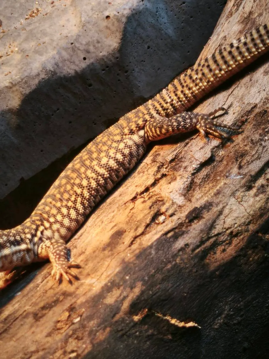 Juvenile high yellow and red ackie monitors - Image 1