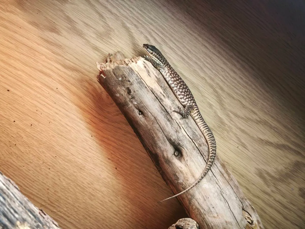 Juvenile high yellow and red ackie monitors - Image 2