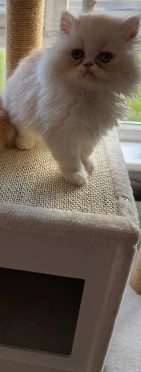 Stunning Cream Persian Kitten - Image 2