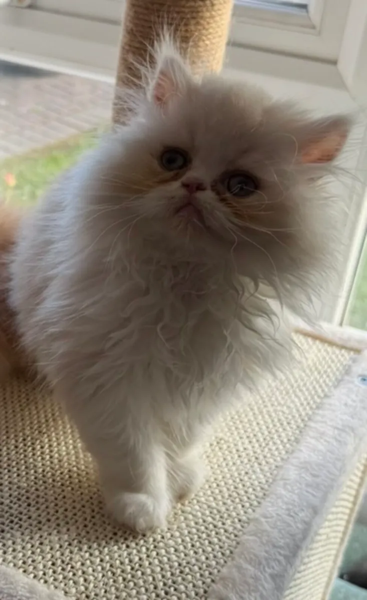 Stunning Cream Persian Kitten - Image 1