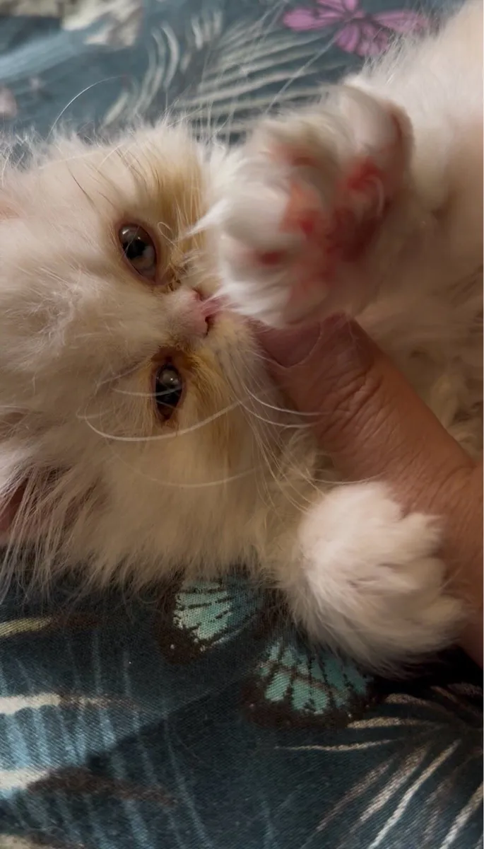 Stunning Cream Persian Kitten - Image 3