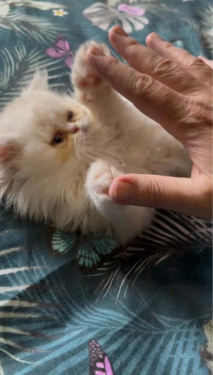 Stunning Cream Persian Kitten - Image 4