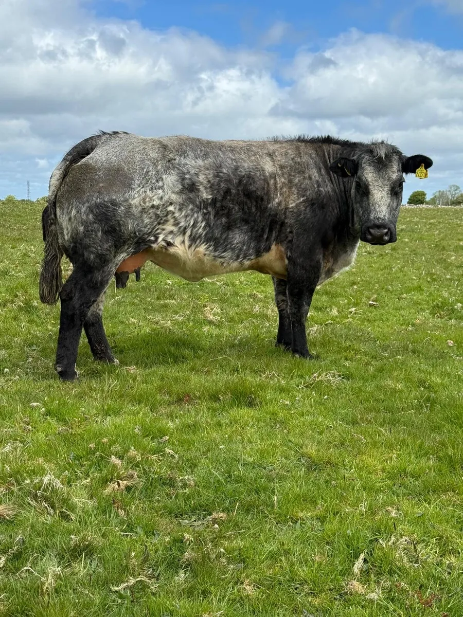 Super Cow and Calf - Image 1