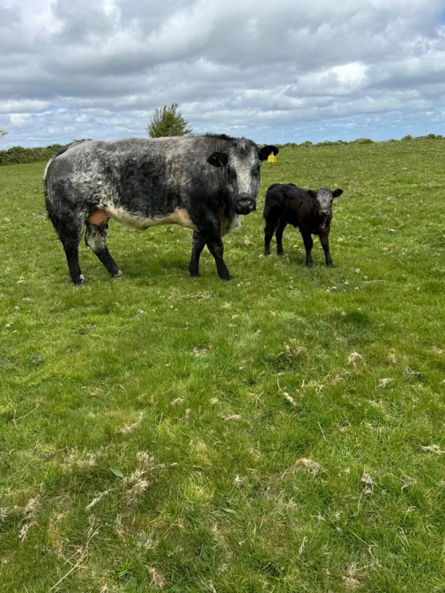 Super Cow and Calf - Image 2