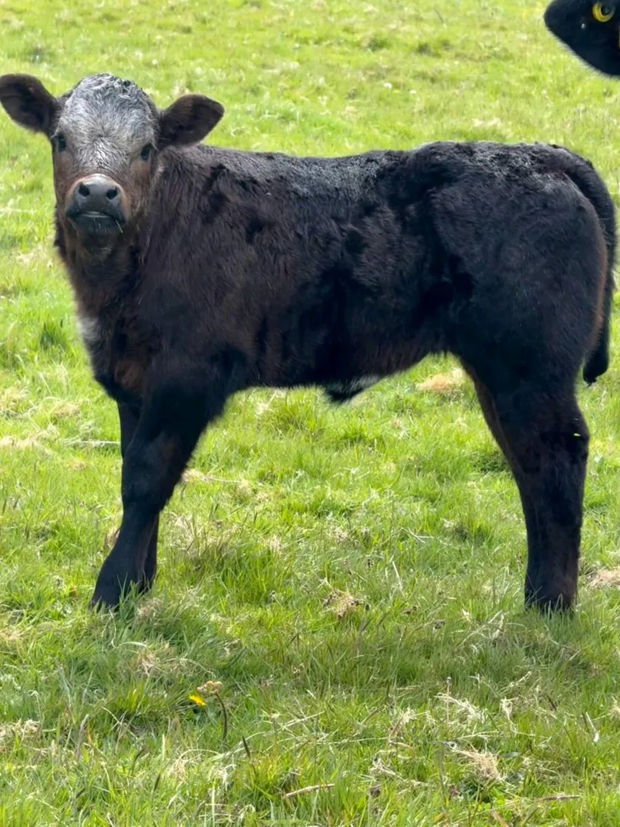 Super Cow and Calf - Image 3