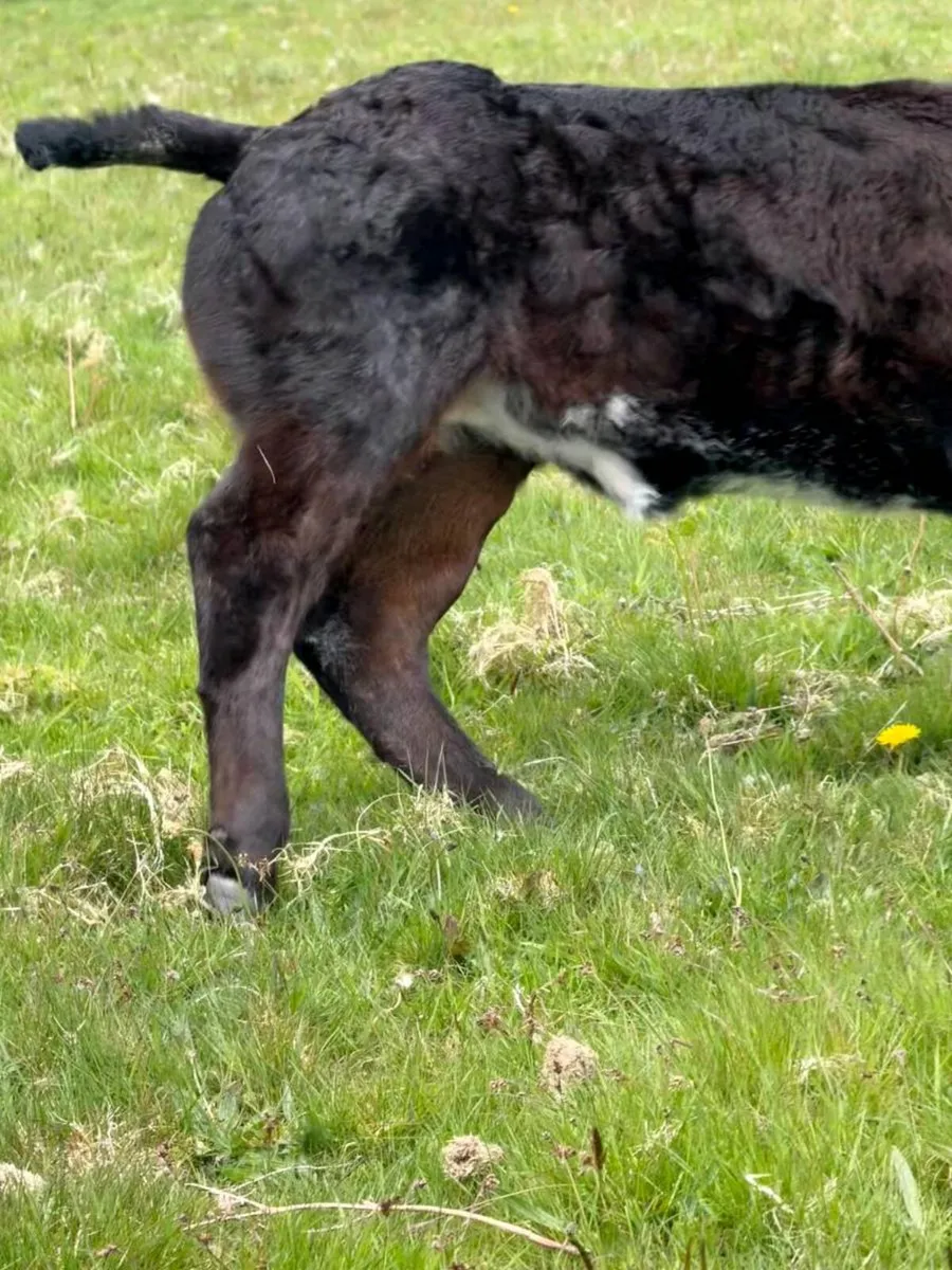 Super Cow and Calf - Image 4