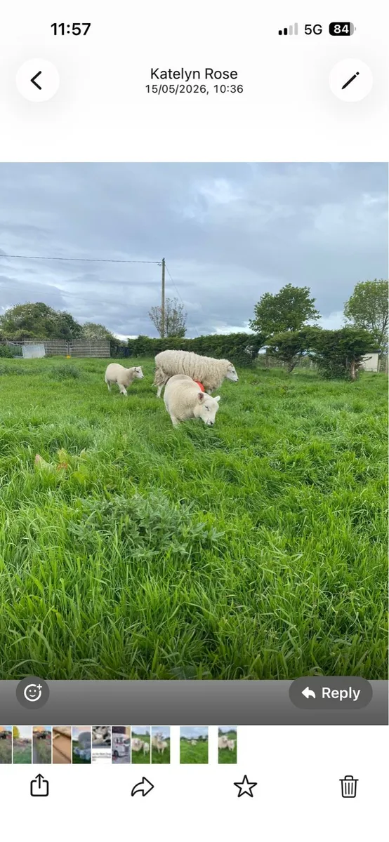 Sheep - Image 2