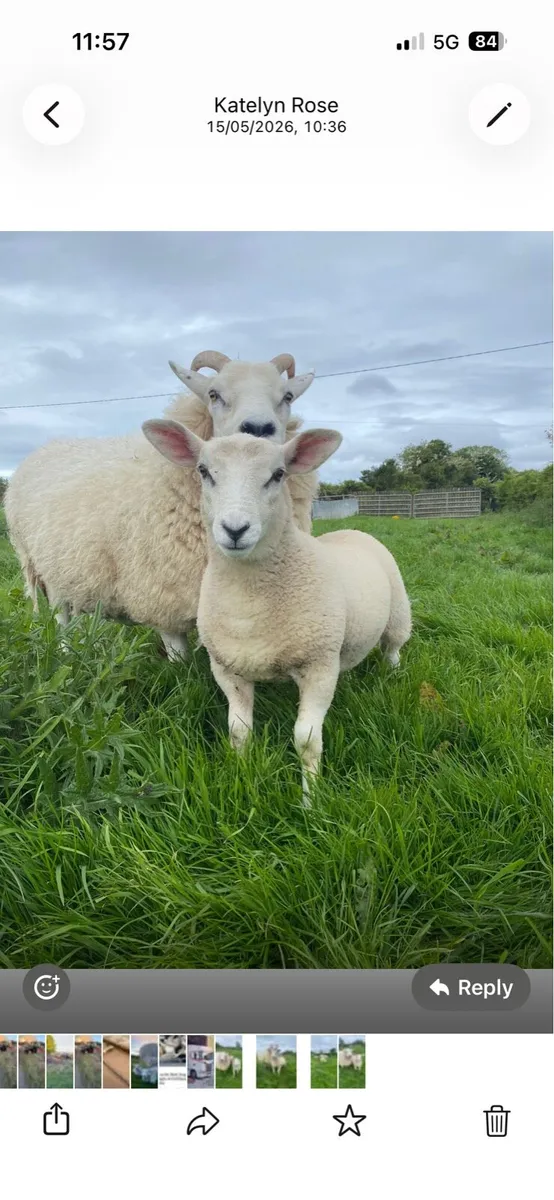 Sheep - Image 3