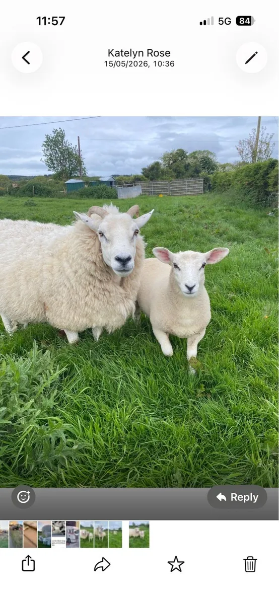 Sheep - Image 1