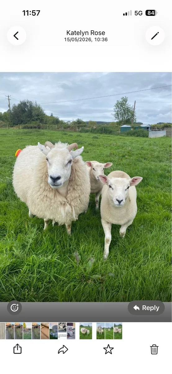 Sheep - Image 4